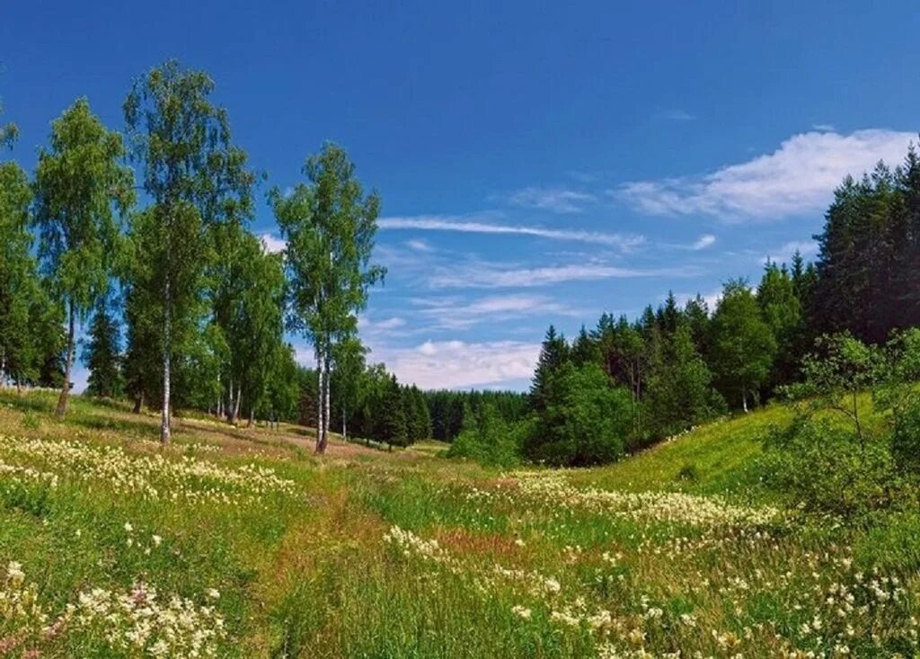 Береза на холме. Березовая роща якутии в далеке. береза на пригорке. июль природа. роща на холме.