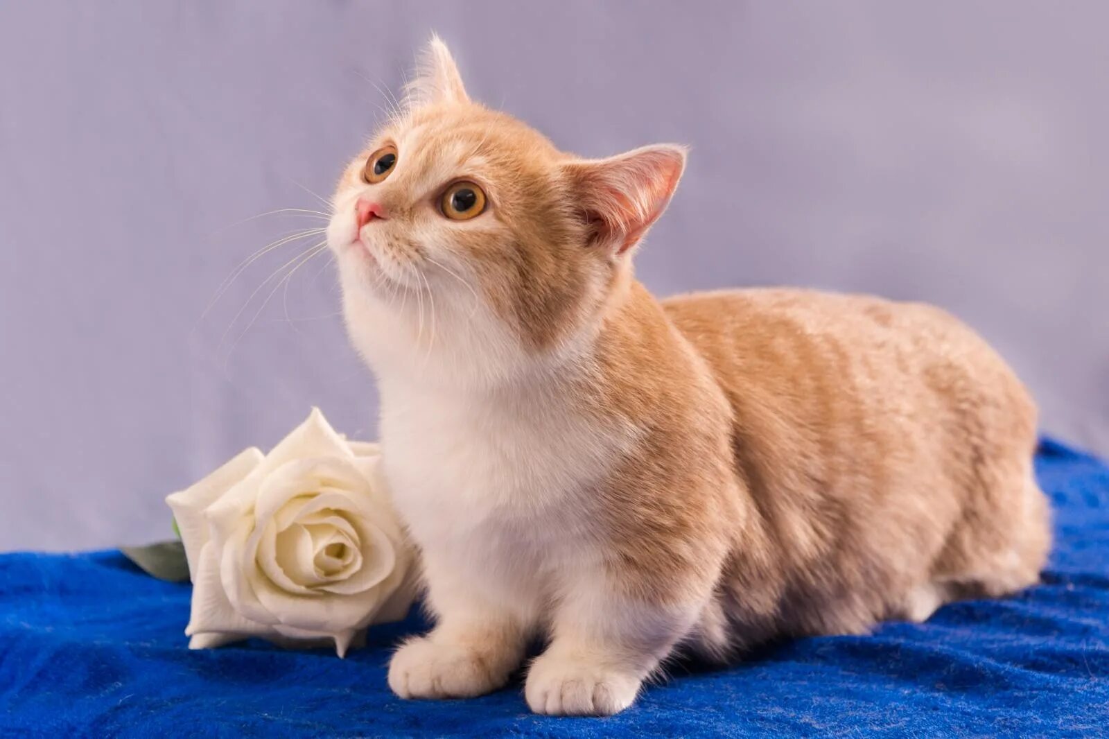 Pin by SweetCatTime on ❤ Sweet Cats ❤ Kitten pictures, Kittens cutest, Kittens
