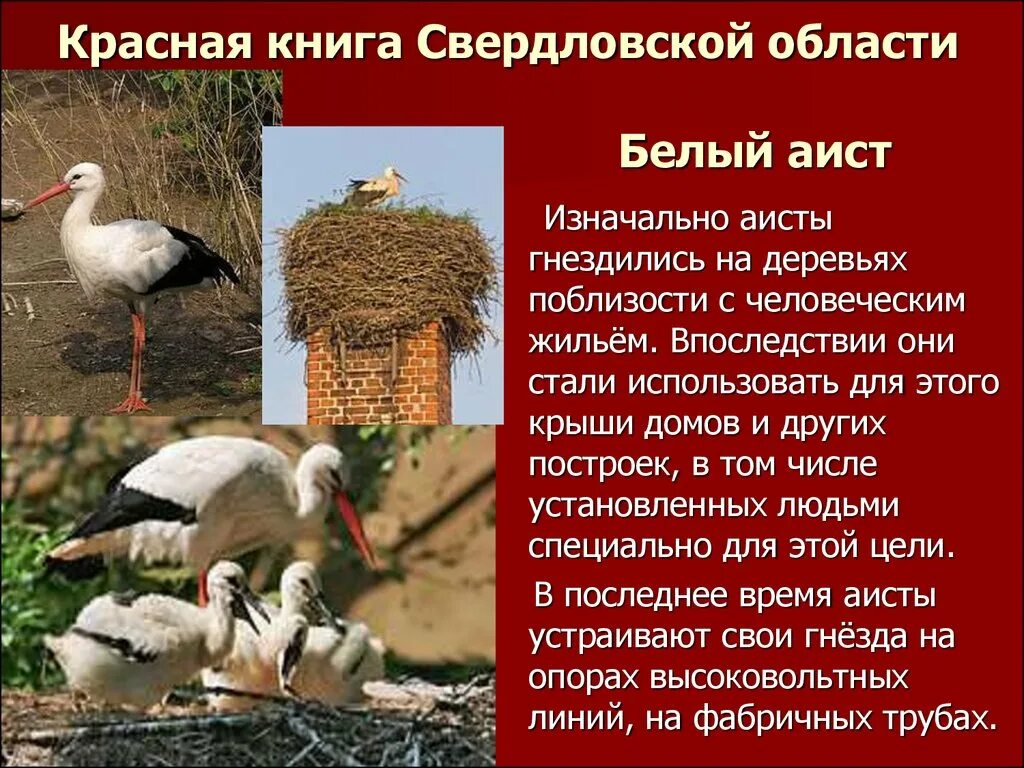 Животные свердловской области в красной книге россии