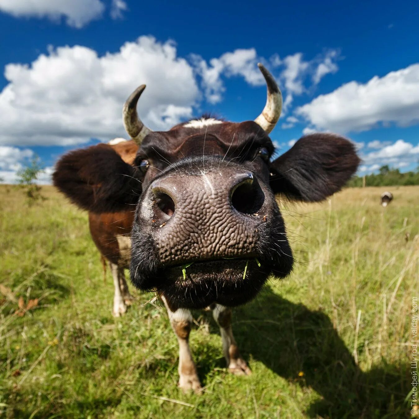 коровы удивлены