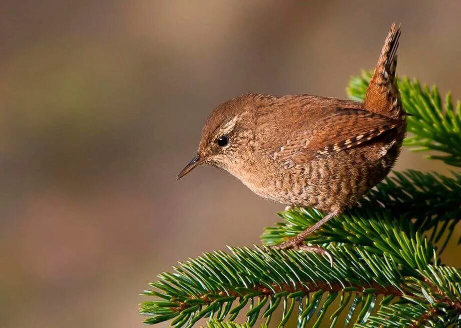 какая самая маленькая лесная птица вятского края. маленькие птицы. певчие птицы восточной сибири. певчие птицы ставропольского края. зяблик (fringílla coélebs).