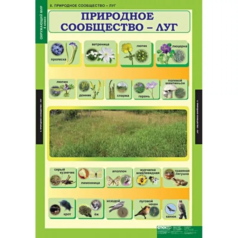 Что такое природное сообщество. Природное сообщество луг. учебные таблицы по окружающему миру. таблица сообщества луг. природное сообщество луг 3 класс.