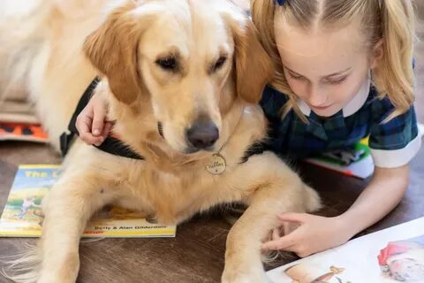 Reading dog stories
