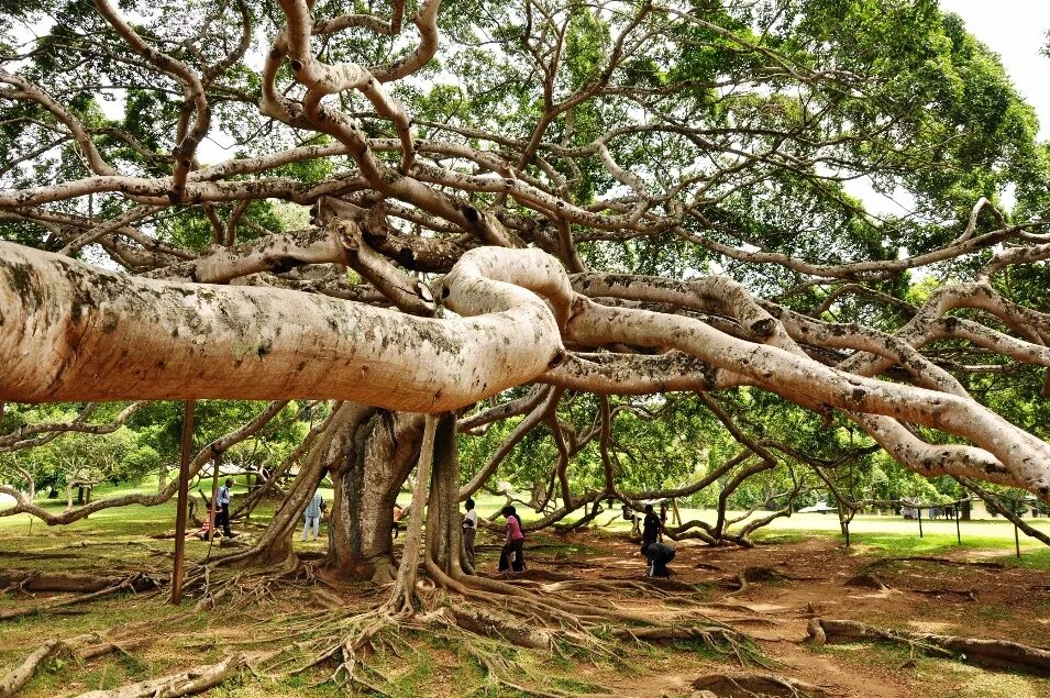 Огромный корень дерева. Фикус бенгальский Баньян. Фикус Баньян корни. Дерево лес Баньян. Великий Баньян дерево.