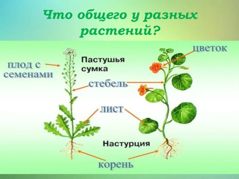 Что общего у разных растений рабочий лист. Что общего у разных растений. Что общего у разных растений рабочий лист. Что общего у разных растений картинки. Изучаем растения 1 класс.