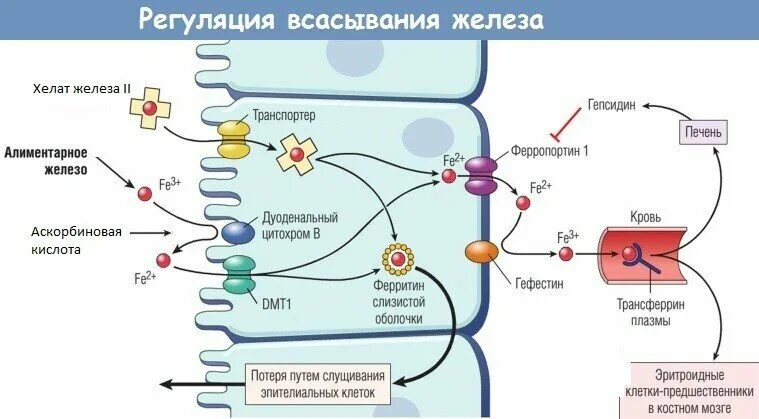 Механизм всасывания железа. Всасывание железа в жкт. Нарушение обмена железа. Всасывание железа происходит в. Нарушение всасывания железа причины.