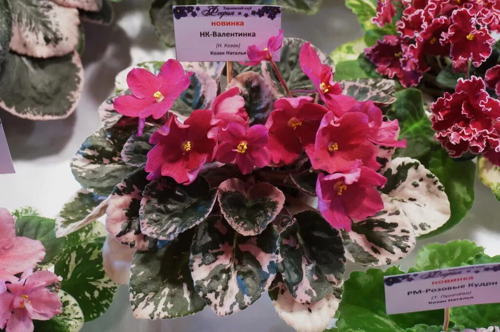 Фиалка валентинка. Фиалка лиловый карильон. Сорт фиалки цветные валентинки. Фиалка валентинка. Фиалка валентинка.