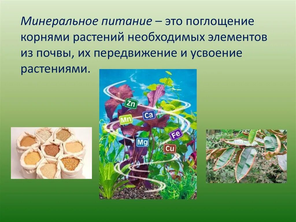 Минеральное питание растений 6кл. Минеральное питание растений 6 класс. Минеральные вещества для растений. Элементы минерального питания растений. Тест по теме минеральное питание