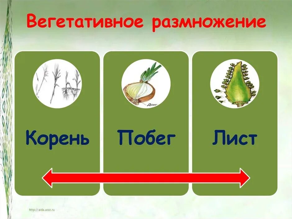 Рисунок размножение растений. Вегетативное размножение. Вегетативное размгнро. Вегетьативноеразмножение. Вегетативное раздражение.