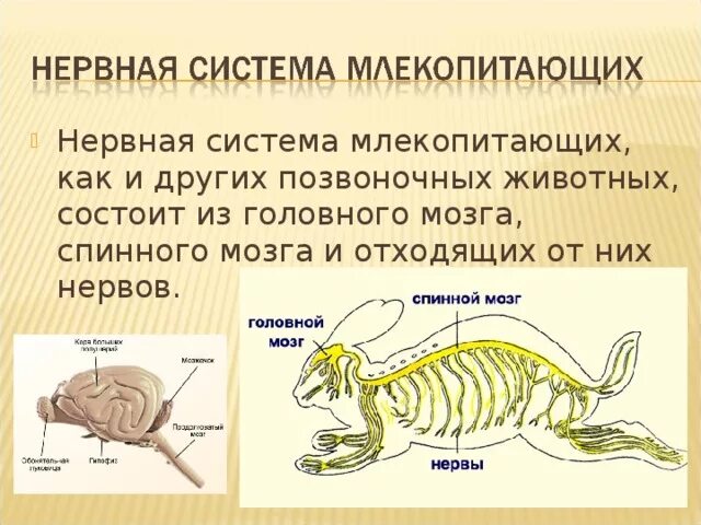 Нервная система у животных 8 класс. Строение нервной системы млекопитающих. нервная система млекопитающих кратко таблица. нервная система млекопитающих 7 класс. строение нервной системы млекопитающих 7 класс.