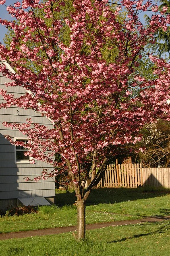 Сакура роял бургунди. Вишня мелкопильчатая Royal Burgundy. Prunus serrulata Royal Burgundy. Сакура мелкопильчатая Роял бургунди. Вишня мелкопильчатая Сакура.