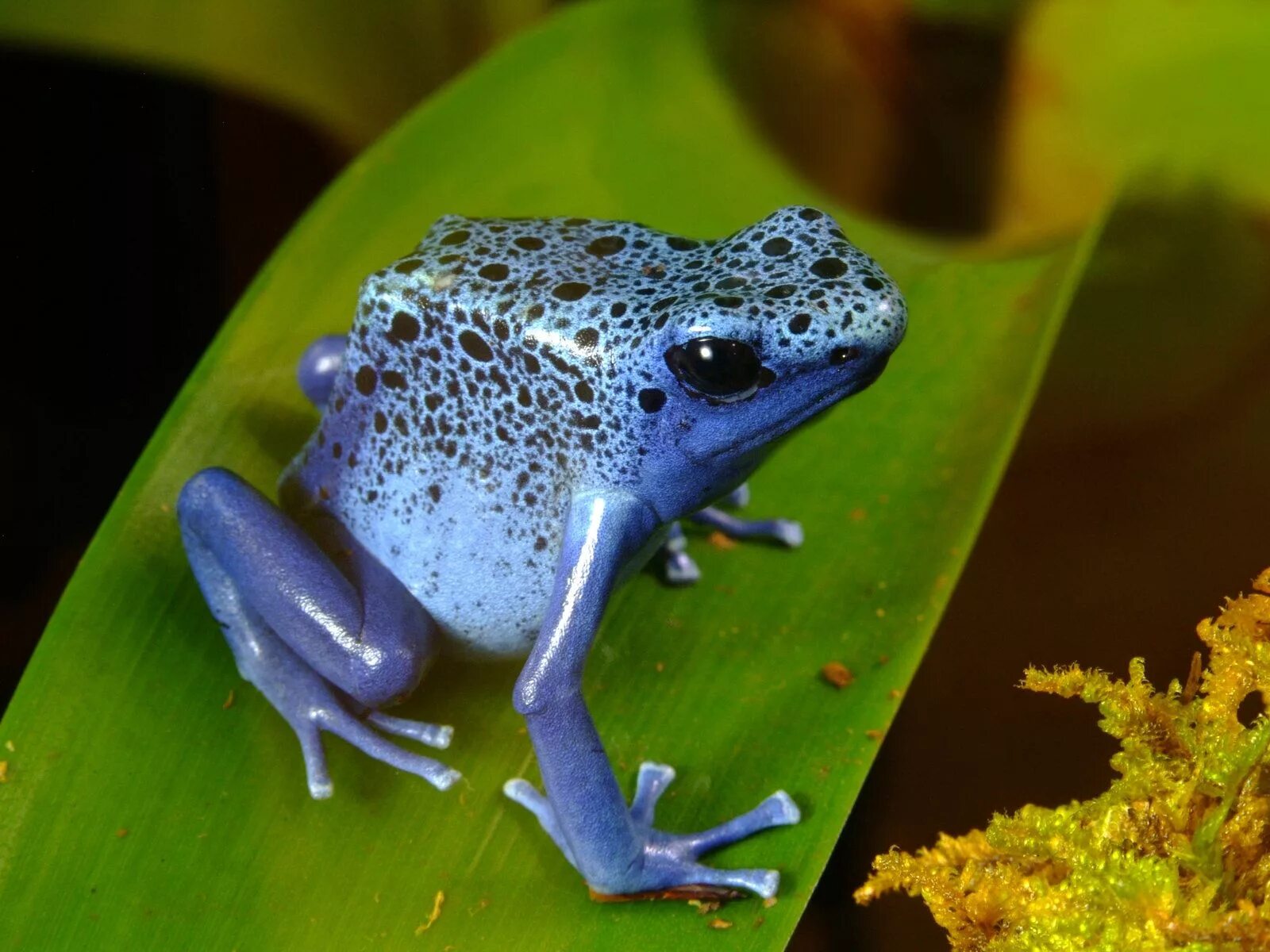 Стеклянная лягушка Флайшмана (Hyalinobatrachium fleischmanni). Квакша древолаз голубая. Розовая древолаз квакша. Головастик лягушки древолаза.