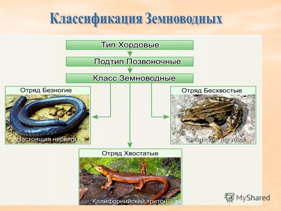 Класс земноводные систематика. Безногие амфибии представители. Классификация амфибий. Конечности земноводных амфибий. Систематика безногих земноводных.
