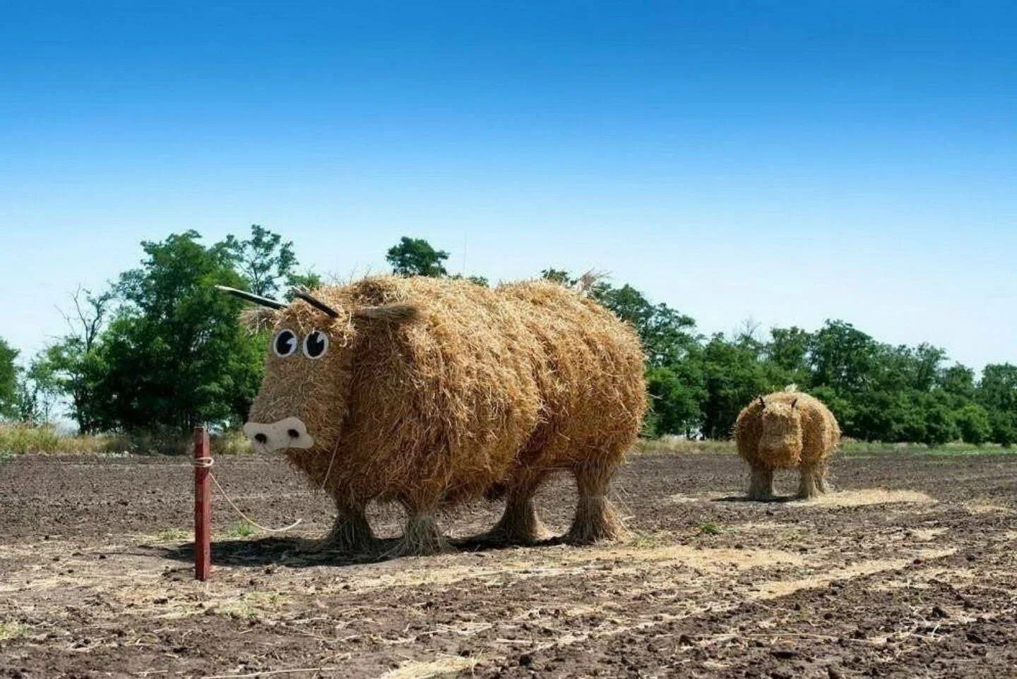 Сено быки. Корова ест сено. Бык ест сено. Сено быки. Морда коровы.