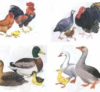 Жеке порно: әпкесі ағасымен ұйықтайды