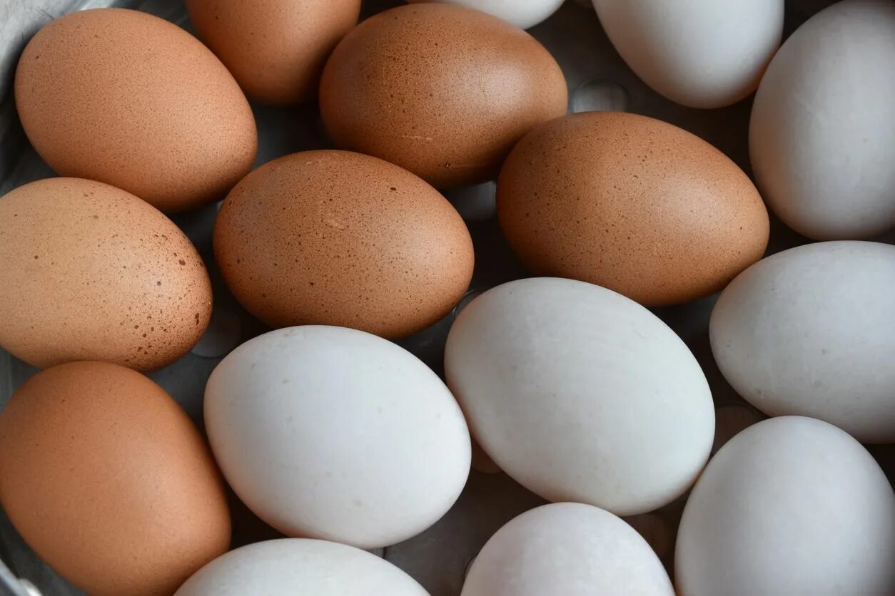 Яйцо. Яйцо куриное. Утиные яйца. Инкубационное яйцо. All eggs in sols rng