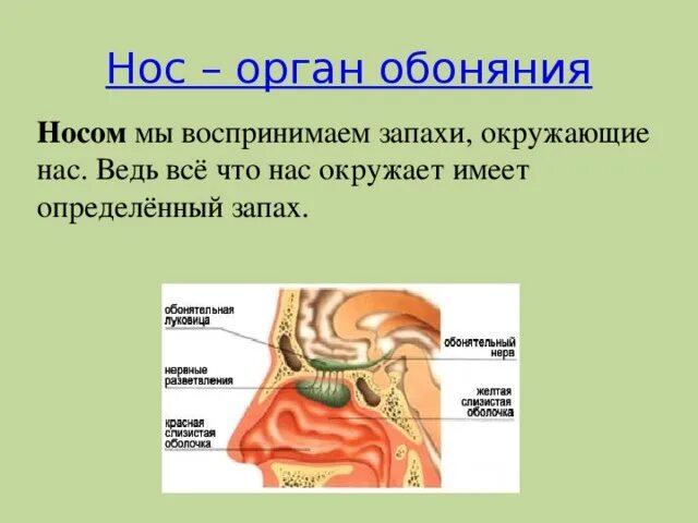 Обоняние какой орган. Строение носа восприятие запаха. Орган обоняния нос строение. Органы чувств человека нос (обоняние). Строение органов чувств.