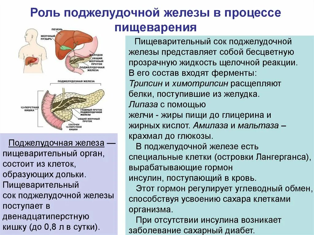 Чем обезболить боль поджелудочной железы. Поджелудочная желелеза. Функции поджелудочной железы. Пищеварительная система поджелудочная железа.