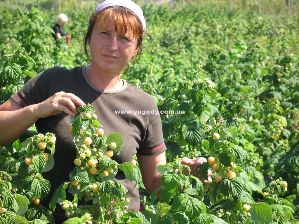 Карчевская роща. Карчевская роща курган. Яблони сады зауралья курган. Карчевская роща каталог саженцев. Сады зауралья карчевская роща курган.