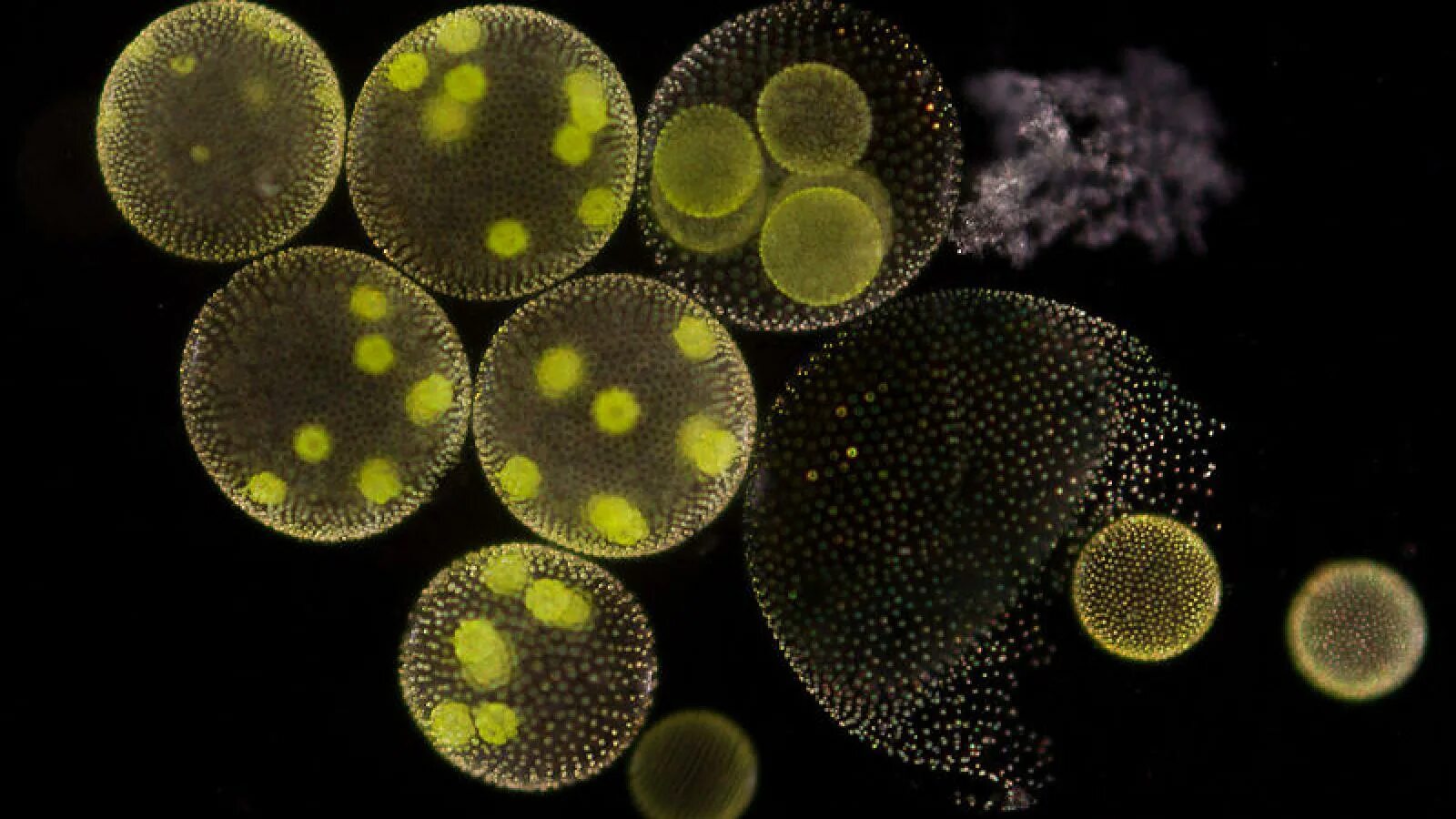 Колониальная одноклеточная водоросль. Вольвокс многоклеточная водоросль. Одноклеточные водоросли вольвокс. Стигма вольвокса. Вольвокс золотистый.