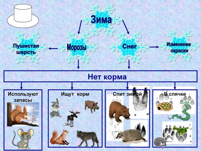 Это корм зверьку на всю зиму. Животные которые ищут корм зимой. животные которые ищут корм в природе зимой. какие животные могут воспользоваться запасами белки.
