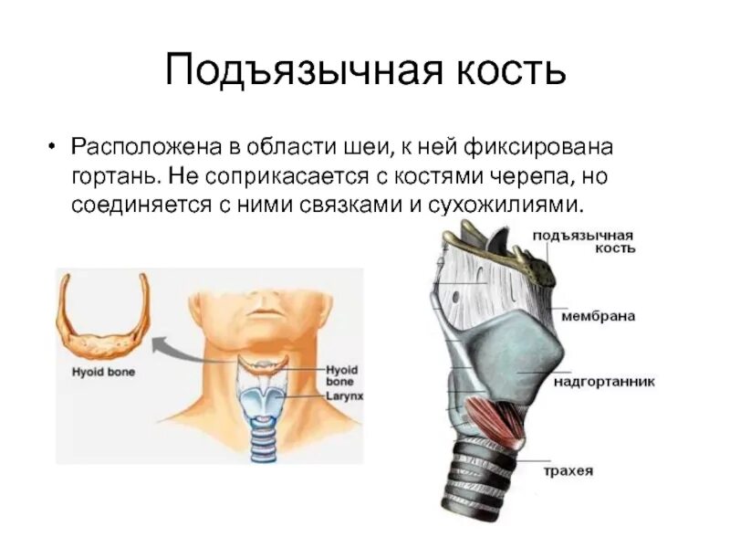 Дал в гортань. Подъязычная кость кость строение. Подъязычная кость Билич. Анатомия лица человека подъязычная кость. Подъязычная кость анатомия строение.