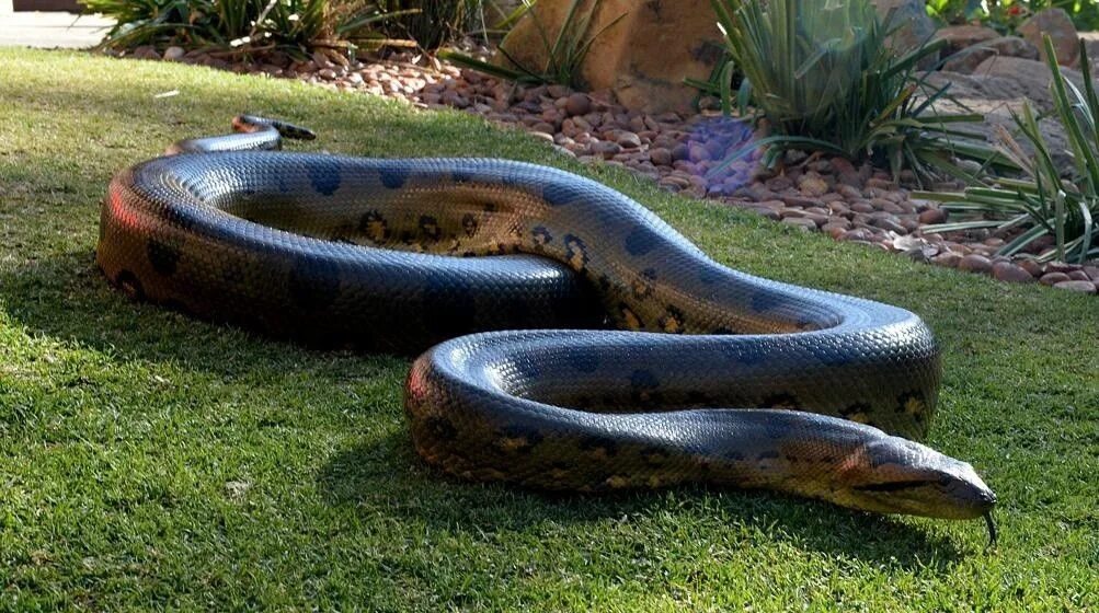 Может ли анаконда. Анаконда змея. Водяной удав Анаконда. Змея Анаконда самая большая змея в мире.