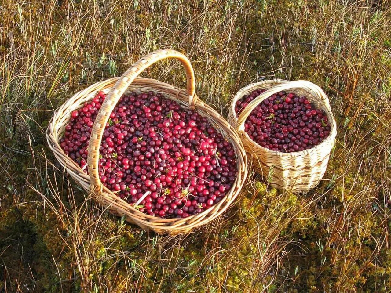 Ягоды дикоросы дальнего востока. Собирать ягоды. Земляника лесная. Какую ягоду можно собирать. Земляника лесная.