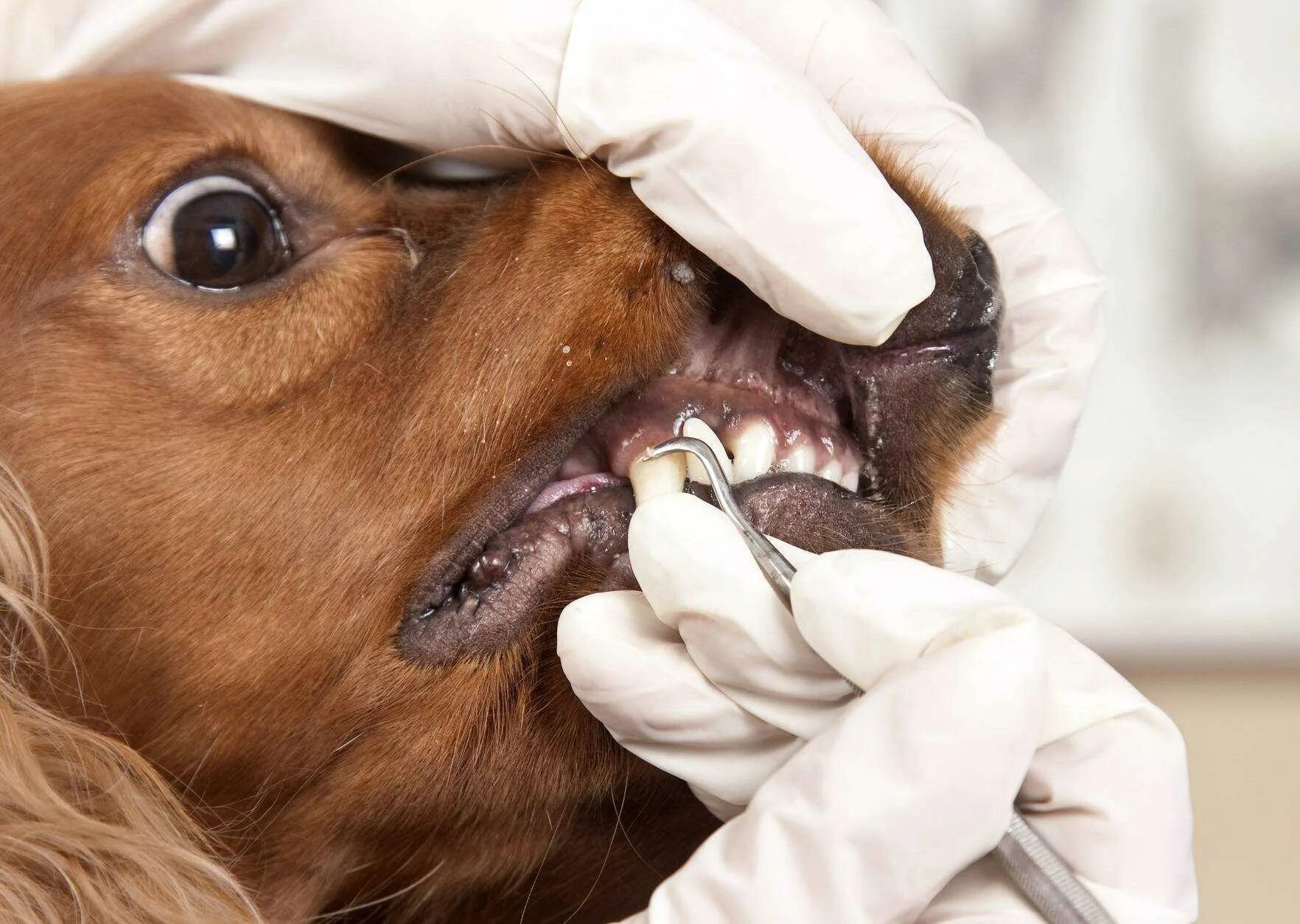Собака рот зубы. Зубной камень у соаюау. Стоматология животных.