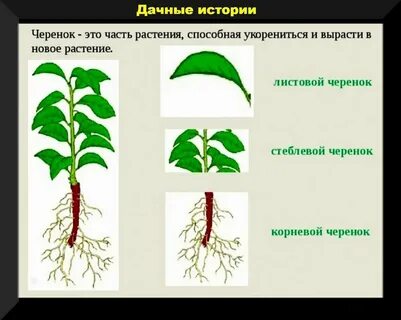 Стеблевое размножение