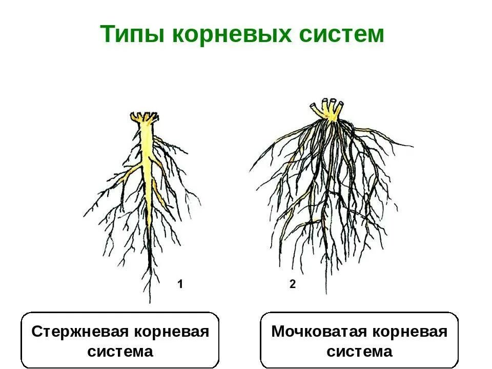 Стержневая корневая система состоит из. Типы корневых систем стержневая и мочковатая. Стержневой корень и мочковатый корень. Стержневая и мочковатая корневая система. Мочковатый Тип корневой системы.