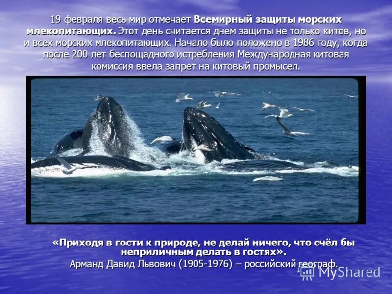 Всемирный день защиты морских млекопитающих (день кита). 19 февраля день морских млекопитающих. День морских млекопитающих 19 февраля. 19 февраля день морских млекопитающих. 19 февраля всемирный день защиты морских млекопитающих день кита.