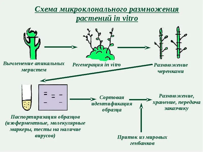 Установите последовательность этапов выращивания растения. Схема микроклонального размножения растений растений. Процесс микроклонального размножения схема. Культура тканей микроклонального размножения. Методы клонального микроразмножения растений.