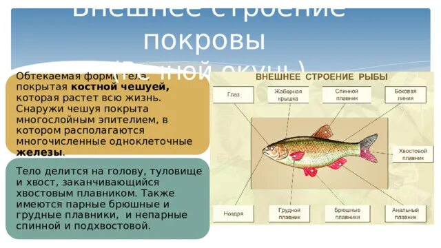 Костные рыбы особенности покровов тела. Костные рыбы особенности покровов тела. Строение кожных покровов рыб. Рыбы общая характеристика и внешнее строение. Строение покровов тела у рыб.