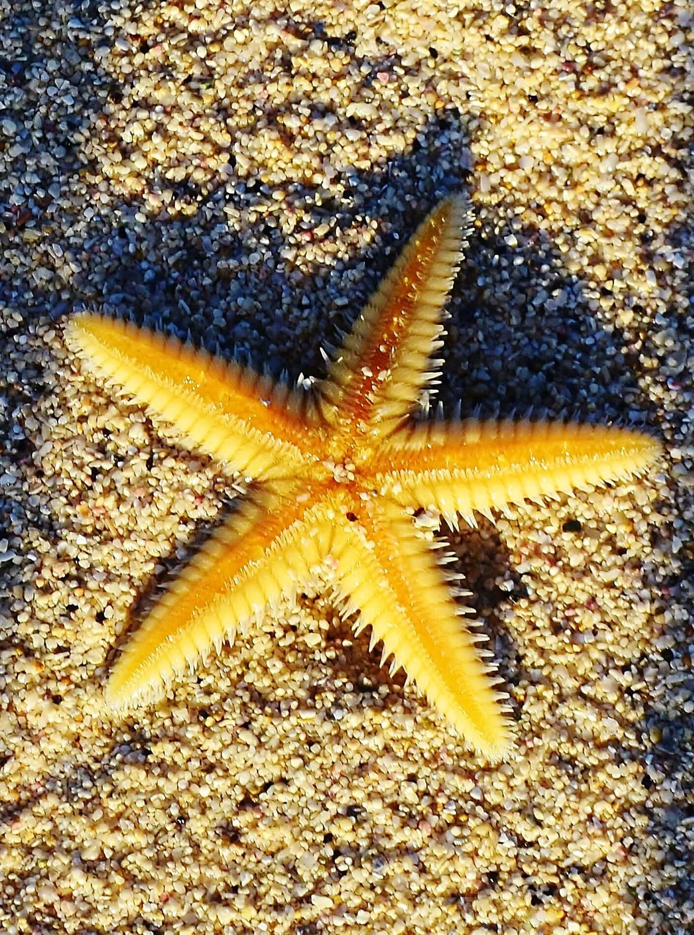 Четырехконечная морская звезда. Желтая морская звезда. Морские звезвл. Морские звёзды Средиземного моря.