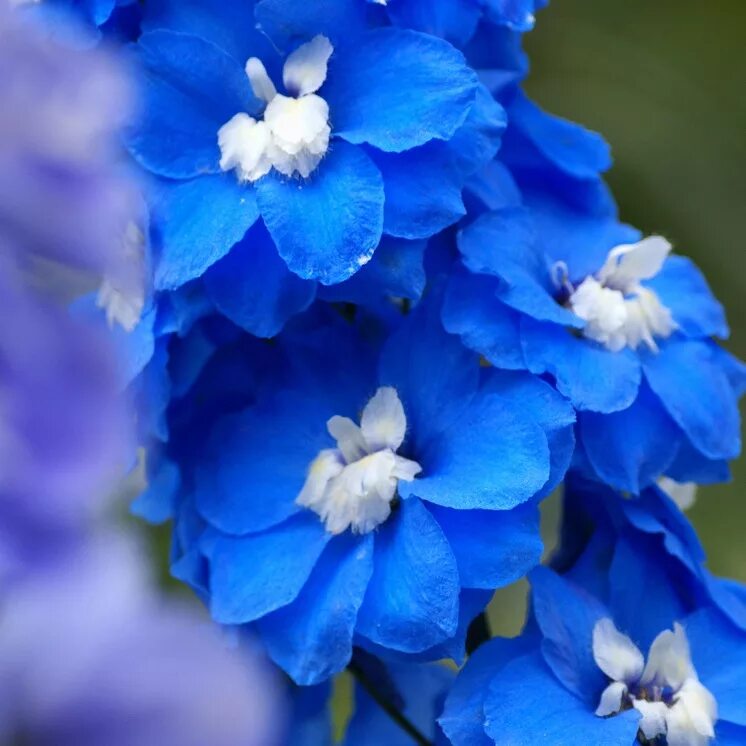 Голубой цвет фото. Дельфиниум цвет ультрамарин. Незабудка ультрамарин. Синие цветы. Цветочек голубой.