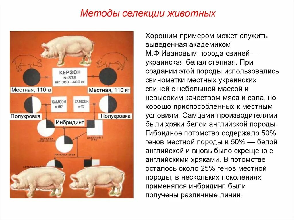Скрещивание особей в селекции. Методы селекции животных инбридинг. селекция методы селекции для выведения новых пород животных. основные методы селекции скрещивания. родственное скрещивание в селекции животных.