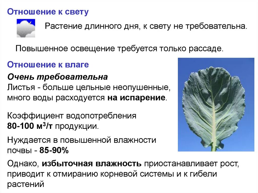 При какой температуре выращивать капусту. Характеристика капусты белокочанной биология. Технология выращивания капусты белокочанной. Биологические особенности белокочанной капусты. Технология возделывания капусты белокочанной.