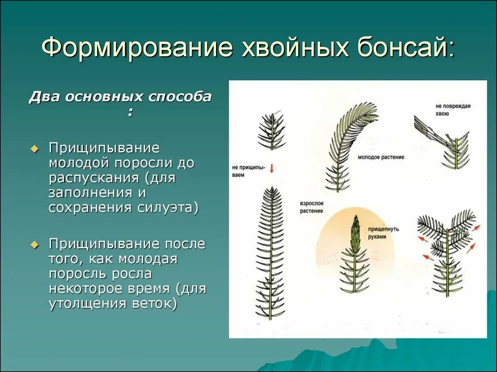 Формирование хвойных. Формирование сосны обыкновенной схема. Прищипка хвойных. Формирование хвои. Прищипка сосны.