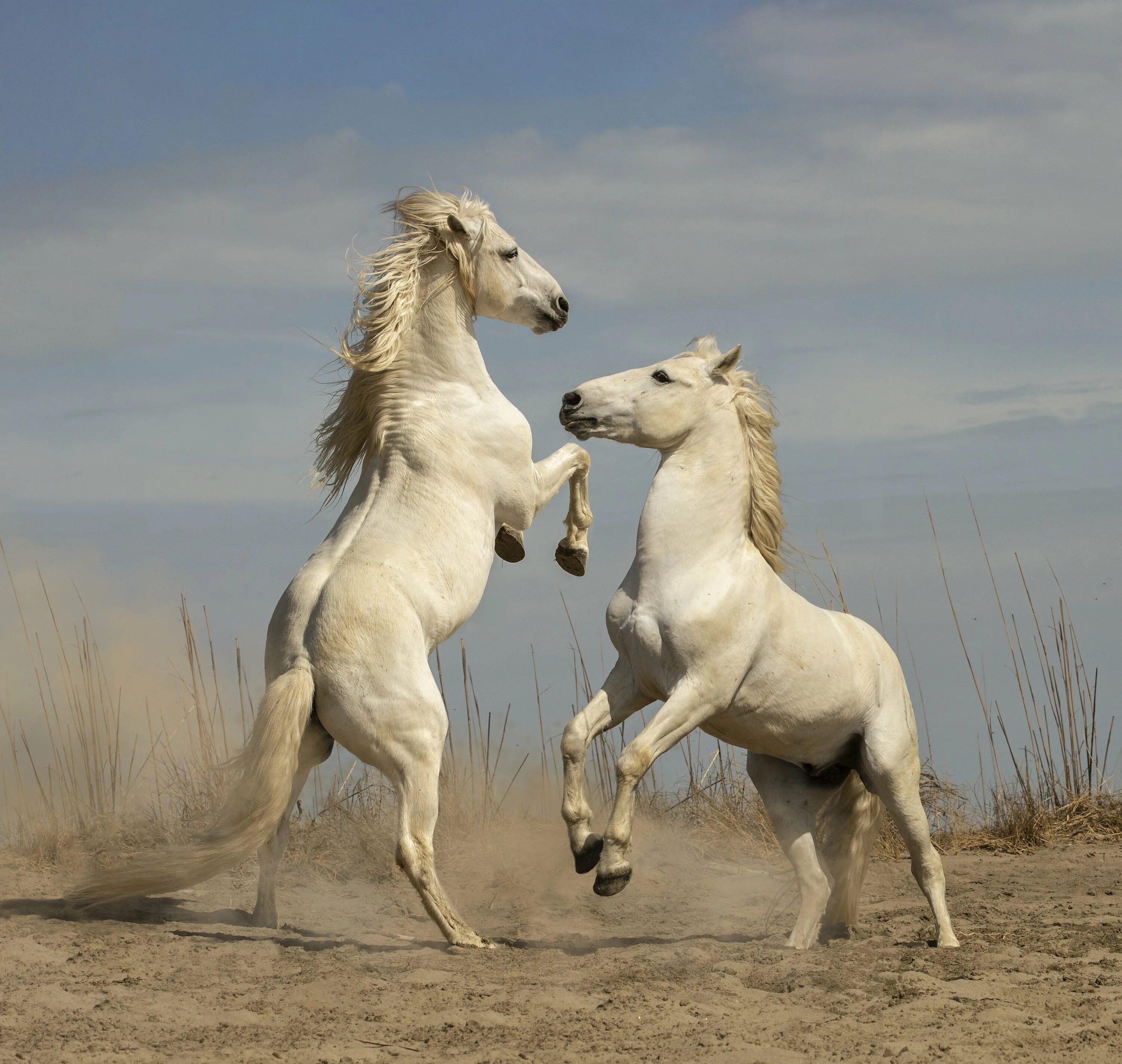 Horses are beautiful. Камаргу порода лошадей. Белая лошадь. Белые Дикие кони. Белая Дикая лошадь.