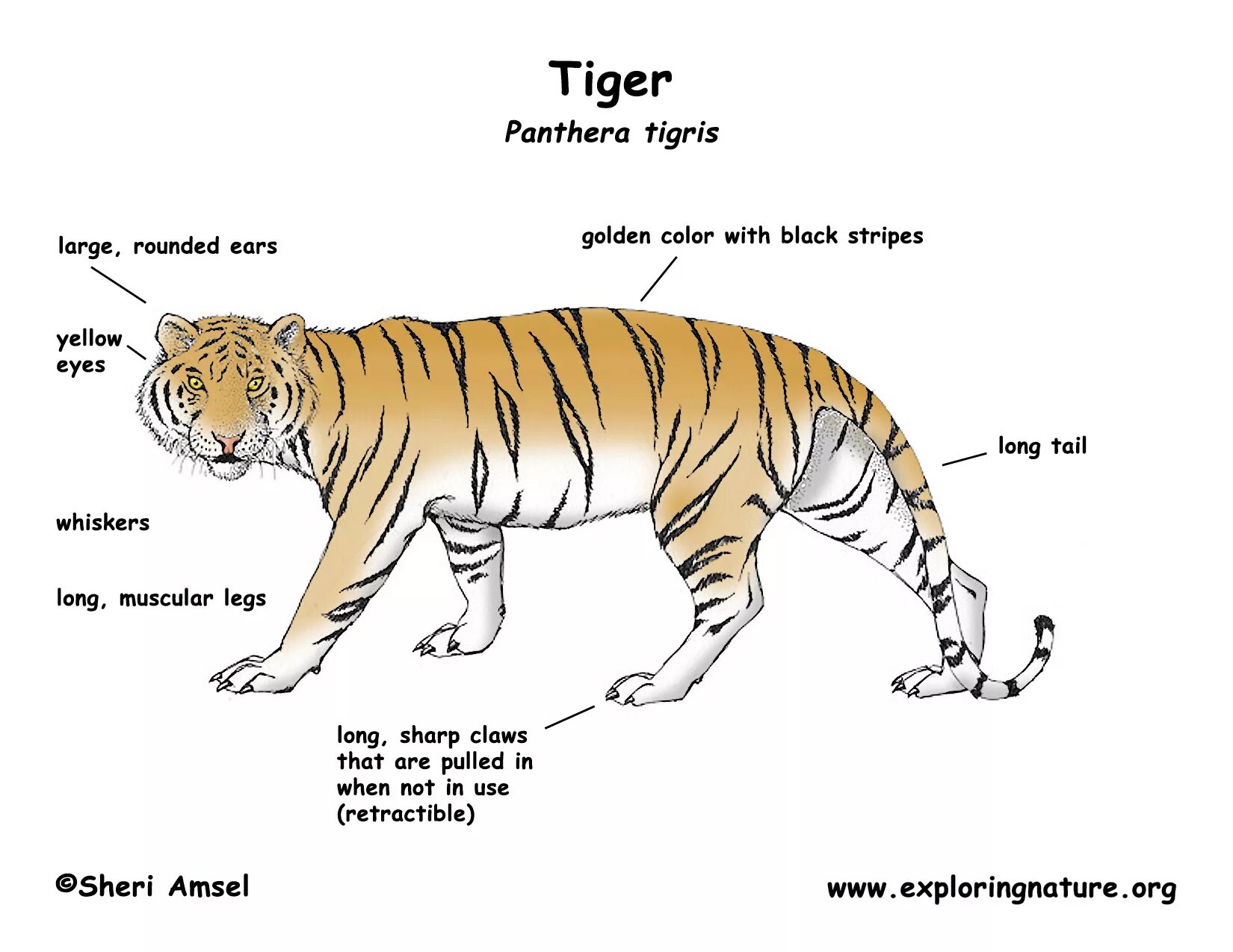 Тайгер на русском. Panthera Tigris acutidens или американский Лев. Части тела тигра. Строение тела тигра. Части тела тигра на английском.