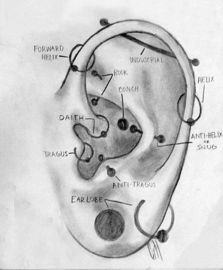 В каких местах на уши. Пирсинг уха схема.