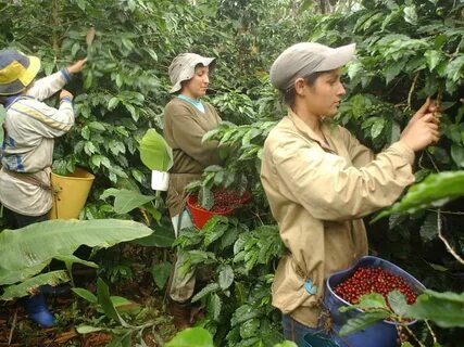 Pick coffee