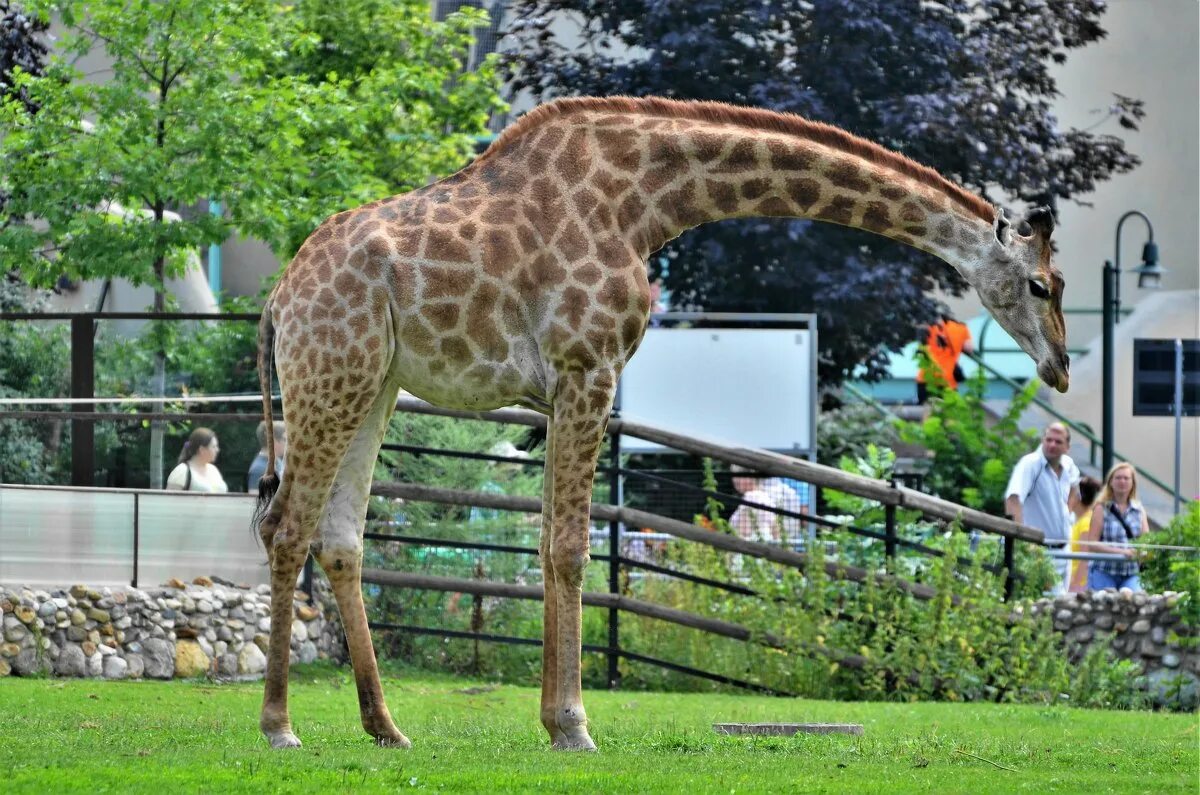 сколько жирафов в зоопарках