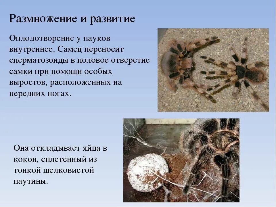 Для паукообразных характерно. Размножение членистоногих паукообразных. класс паукообразные размножение и развитие. размножение паукообразных 7 класс. цикл развития паукообразных.
