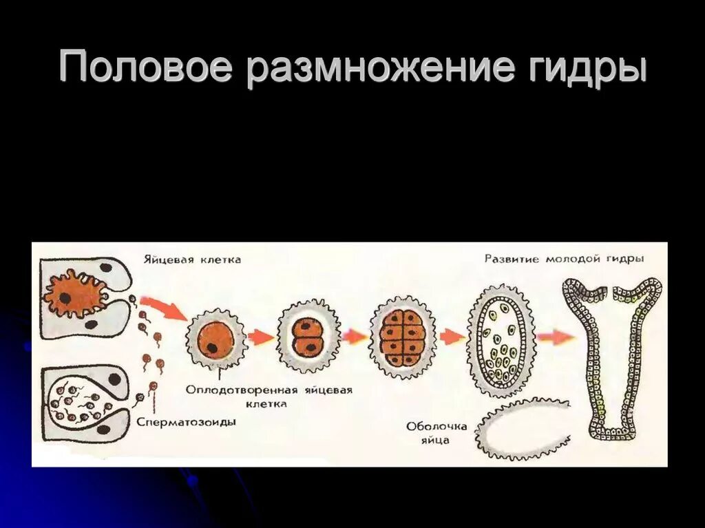 Половое размножение гидры. Половое размножение гидры 7 класс биология. Стадии размножения гидры. Половое размножение стадии.