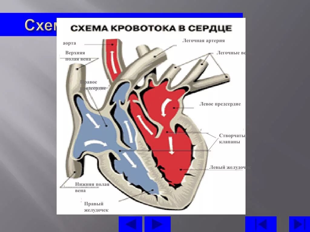 Легочная Вена аорта верхняя полая Вена правое предсердие. Аорта правое предсердие верхняя полая Вена.