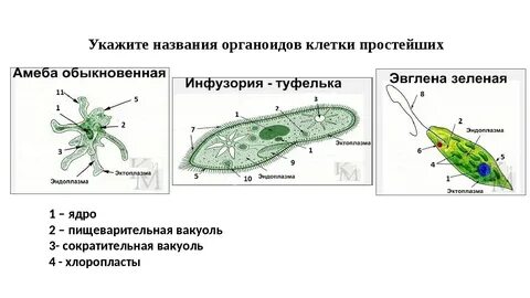 Сравнение строения простейших