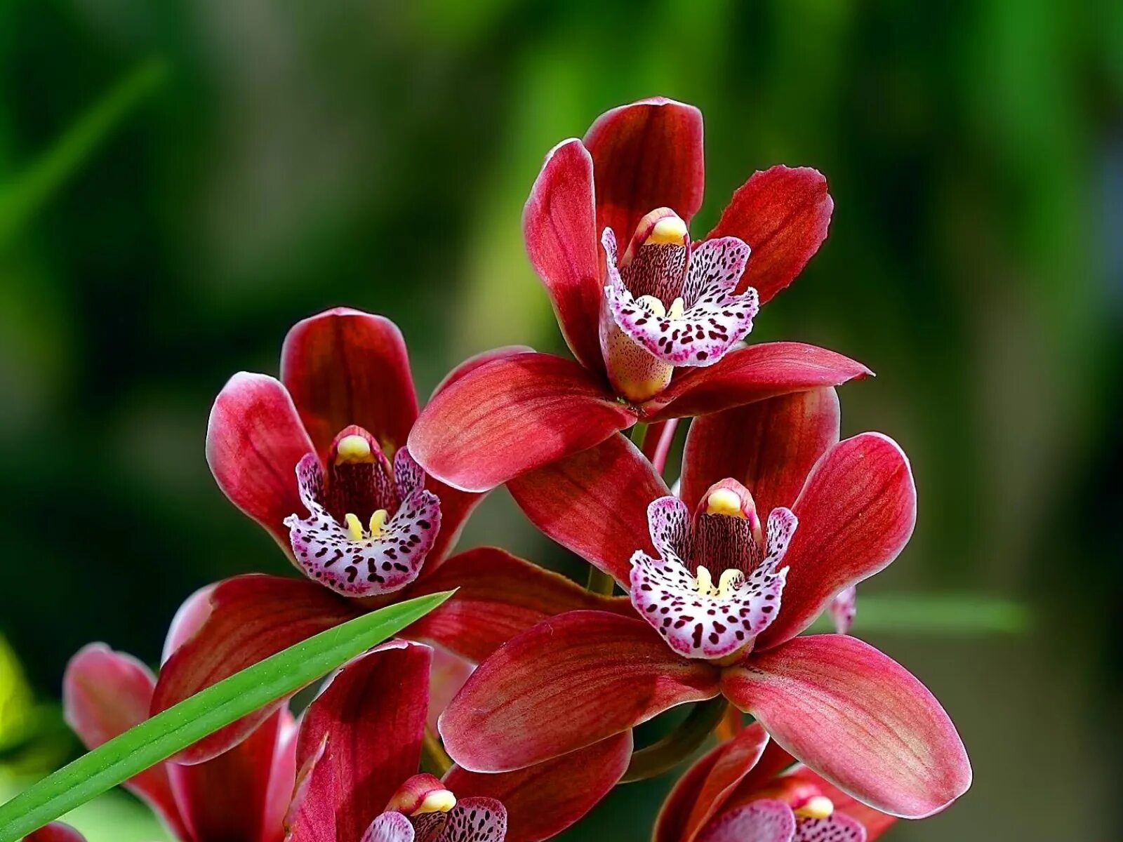 Орхидея живая цветок. Цимбидиум Сноукастл. Орхидея Shenzhen Nongke. Орхидея Тигрис. Орхидея Цимбидиум.