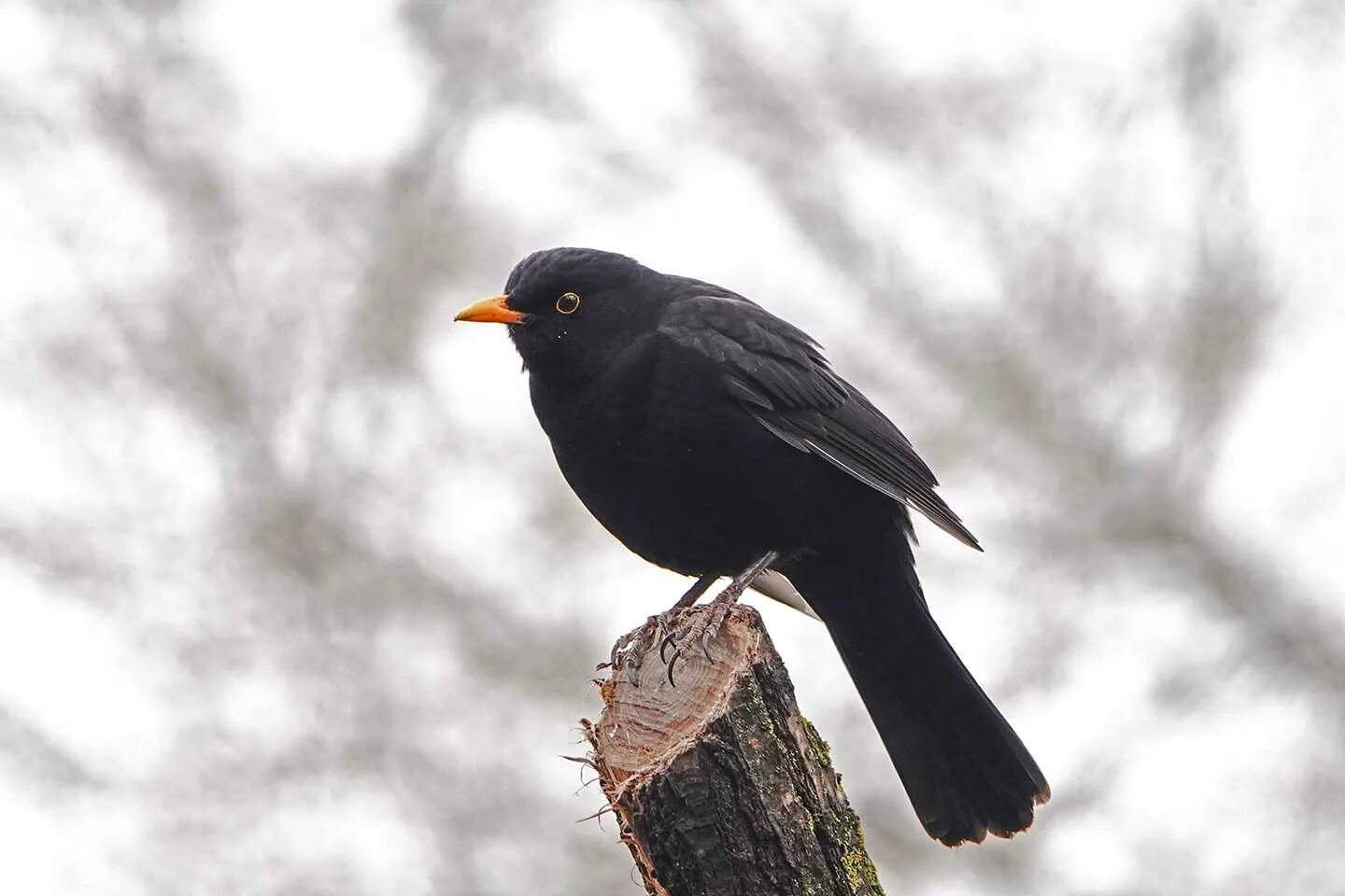 Blackbird дрозд. Желтоклювый дрозд. Черноклювый дрозд. Blackbird черный дрозд. Черный дрозд птица фото и описание.